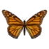 Tabela do Jogo do Bicho - Borboleta
