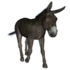 Bicho do dia: Burro