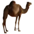Bicho do dia: Camelo