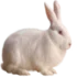 Bicho do dia: Coelho