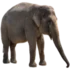 Tabela do Jogo do Bicho - Elefante