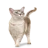 Tabela do Jogo do Bicho - Gato