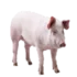 Bicho do dia: Porco